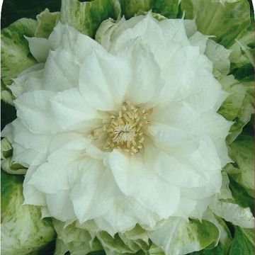 Clematis 'Duchess of Edinburgh' (EL)