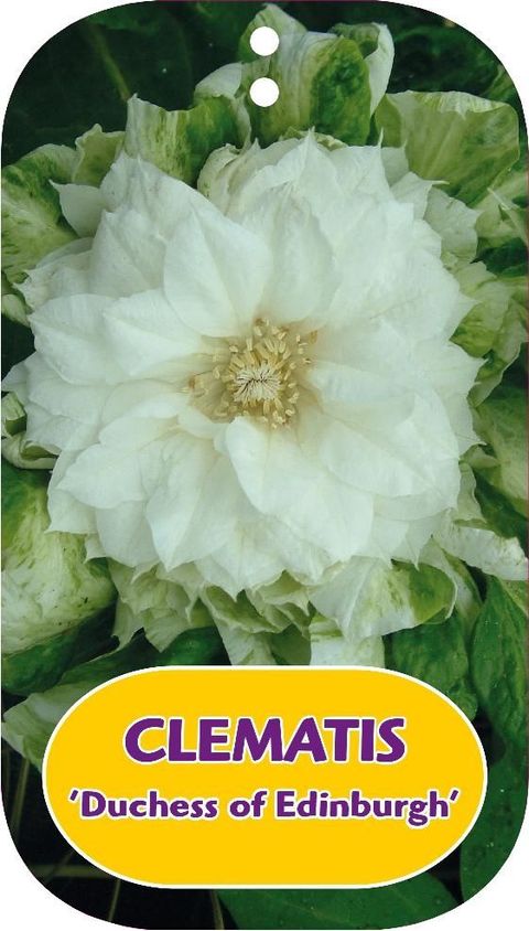 Clematis 'Duchess of Edinburgh' (EL)
