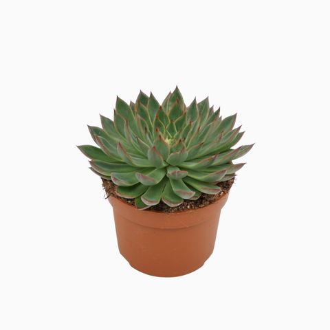 Echeveria 'Sagitta'