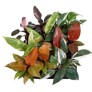 Filodendro MIX