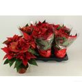 Euphorbia pulcherrima CHRISTMAS FEELINGS GLITTER
