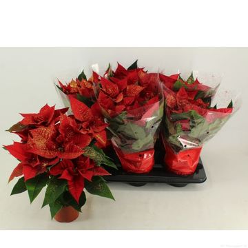 Euphorbia pulcherrima CHRISTMAS FEELINGS GLITTER