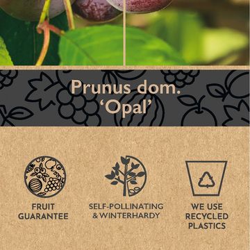 Prunus domestica 'Opal'