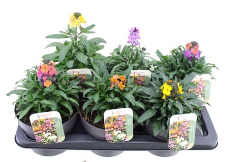 Erysimum linifolium MIX