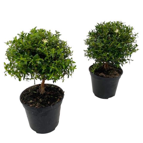Myrtus communis