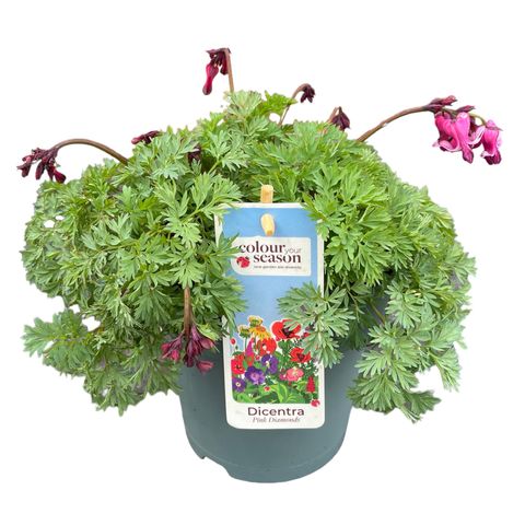 Dicentra 'Pink Diamonds'
