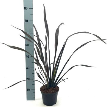 Phormium 'Platt's Black'