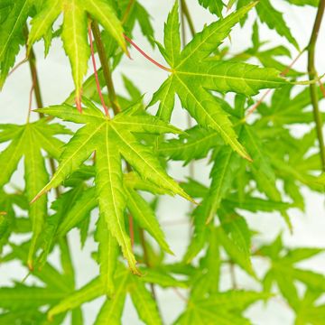 Acer palmatum CASCADE CITRINE