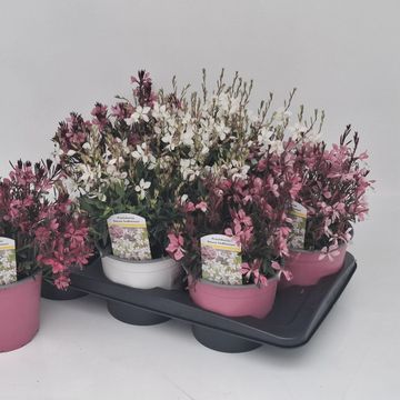 Gaura lindheimeri MIX