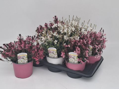 Gaura lindheimeri MIX