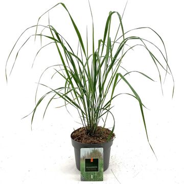 Calamagrostis x acutiflora 'Karl Foerster'