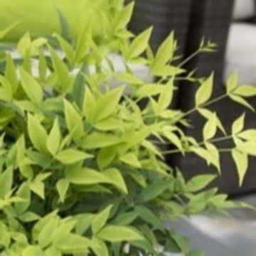 Nandina domestica MAGICAL LEMON & LIME