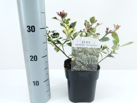 Ilex aquifolium 'Argentea Marginata'