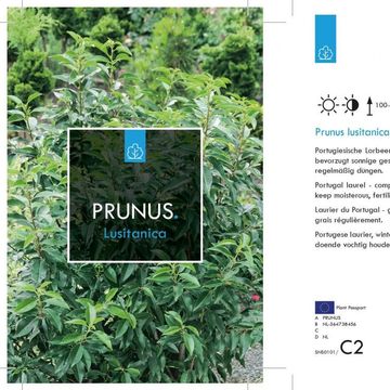 Prunus lusitanica 'Angustifolia'