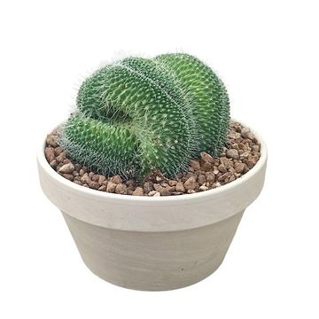 Mammillaria spinosissima 'Un Pico Cristata'