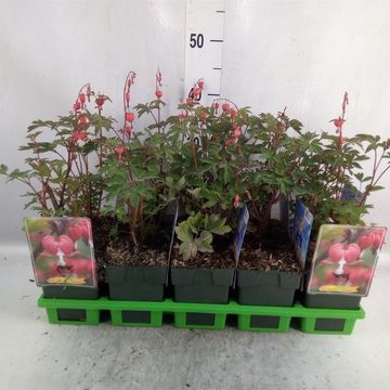 Dicentra spectabilis 'Valentine'