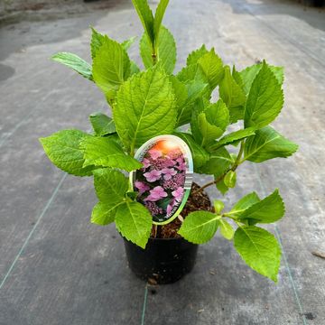 Hydrangea macrophylla 'Mariesii Perfecta'