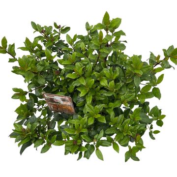 Viburnum tinus 'Gwenllian'