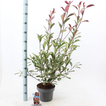 Photinia x fraseri LOUISE