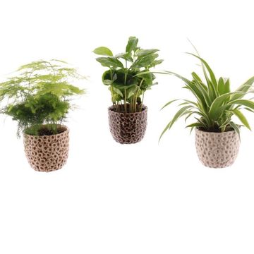 Φυτά εσωτερικού χώρου MIX