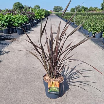 Phormium 'Platt's Black'