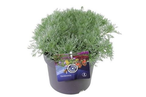 Artemisia schmidtiana