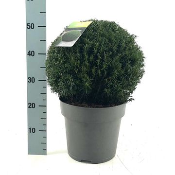 Taxus baccata