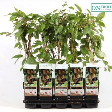 Actinidia arguta 'Bayern'