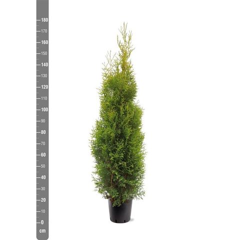 Thuja occidentalis 'King of Brabant'