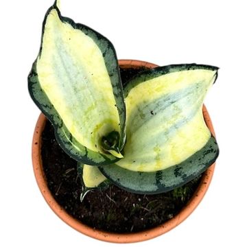 Sansevieria 'Wendy Yellow'
