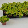 Fittonia verschaffeltii 'Bubble Green'