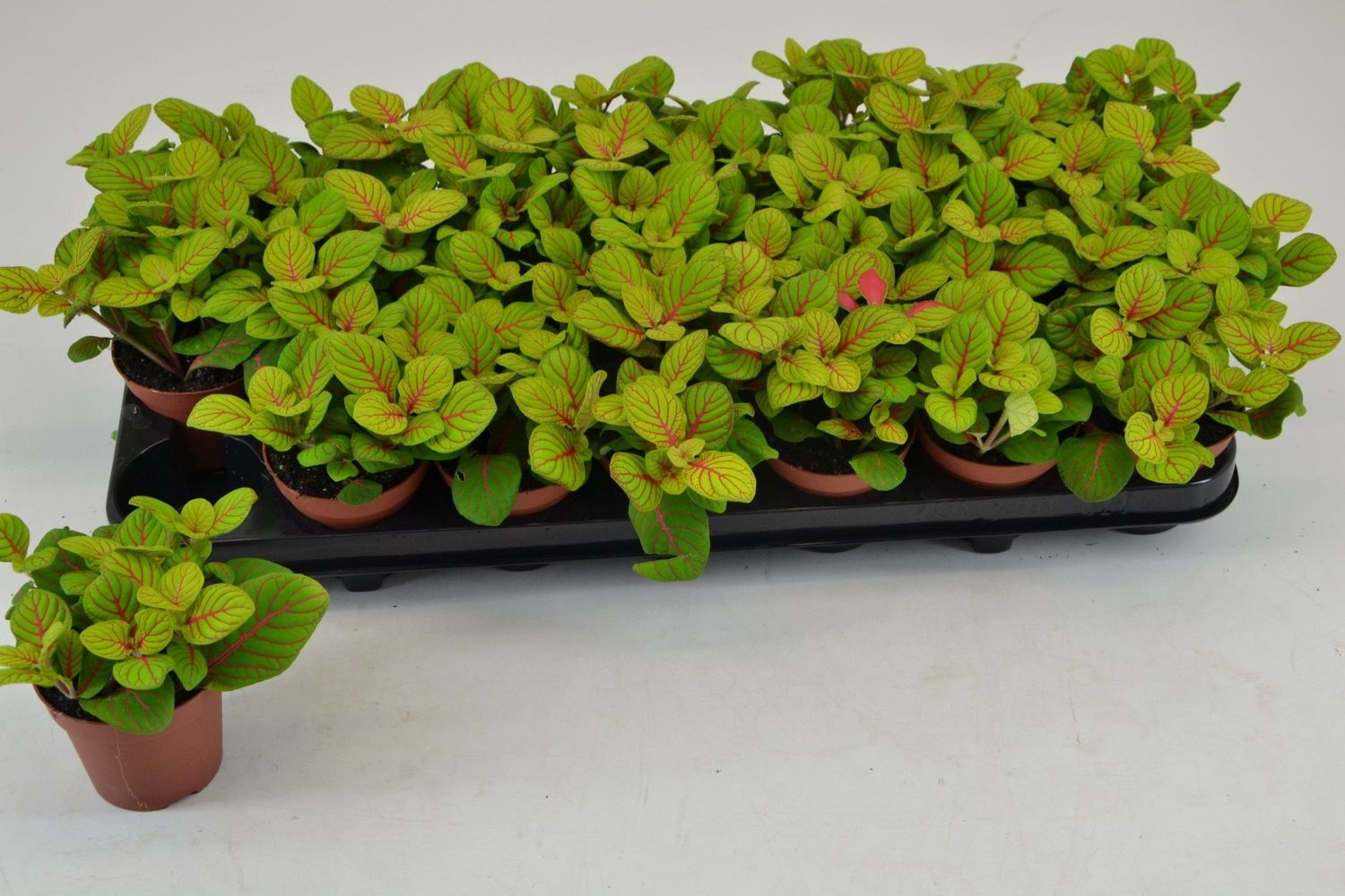 fittonia-verschaffeltii-bubble-green-plant-wholesale-floraccess