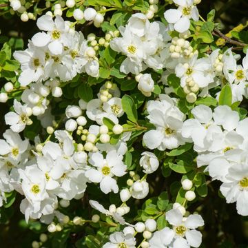 Exochorda 'The Bride'