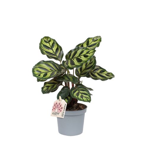 Calathea makoyana