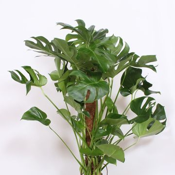 Monstera deliciosa