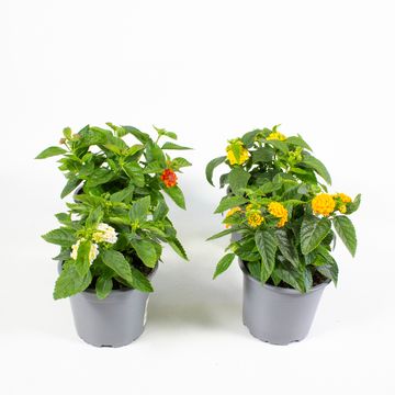 Lantana camara MIX