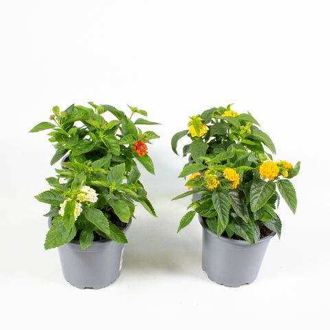 Lantana camara MIX