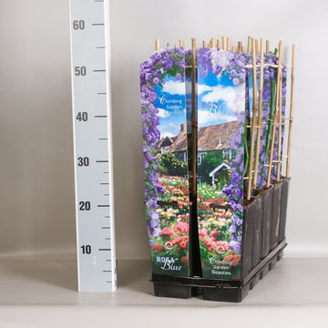 Rosa OLD ENGLISH GARDEN BEAUTIES MIX