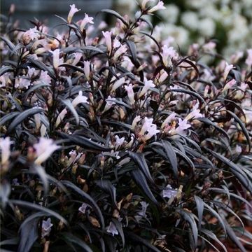 Strobilanthes anisophylla BRUNETTHY