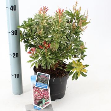 Pieris japonica POLAR PASSION