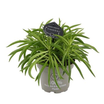 Peperomia ferreyrae 'Nevada'