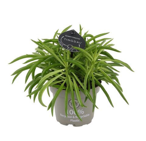 Peperomia ferreyrae 'Nevada'