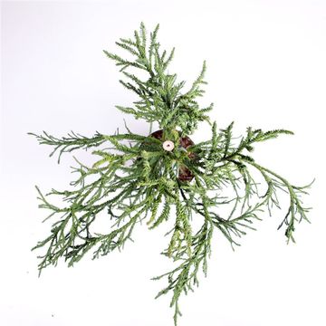 Cryptomeria japonica 'Rasen'