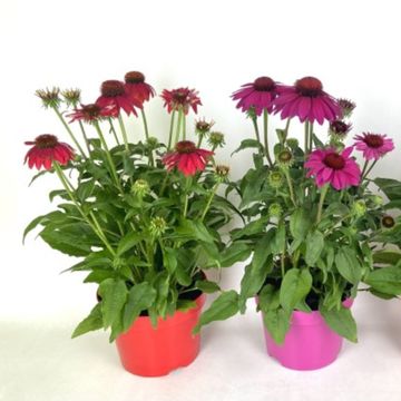 Echinacea purpurea MIX
