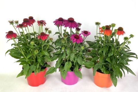 Echinacea purpurea MIX
