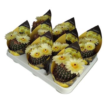 Notocactus submammulosus