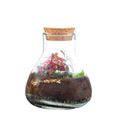 Arreglo  Terrarium