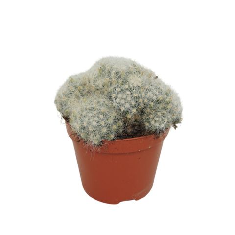 Mammillaria baumii