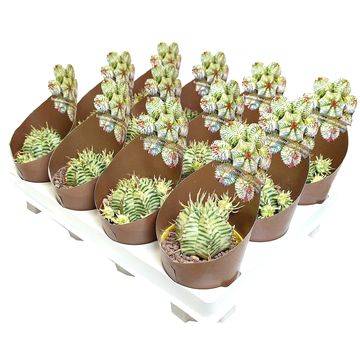 Euphorbia meloformis 'Variegata'