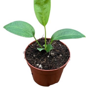 Anthurium wendlingeri